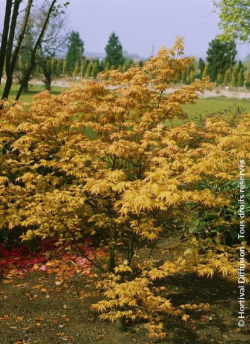 erable-du-japon-orange-dream-acer-palmatum-orange-dream-2.jpg