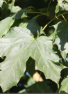 erable-plane-fastigie-acer-platanoides-columnare-2.jpg
