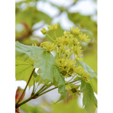 ACER platanoides COLUMNARE (Érable plane Colonnaire)