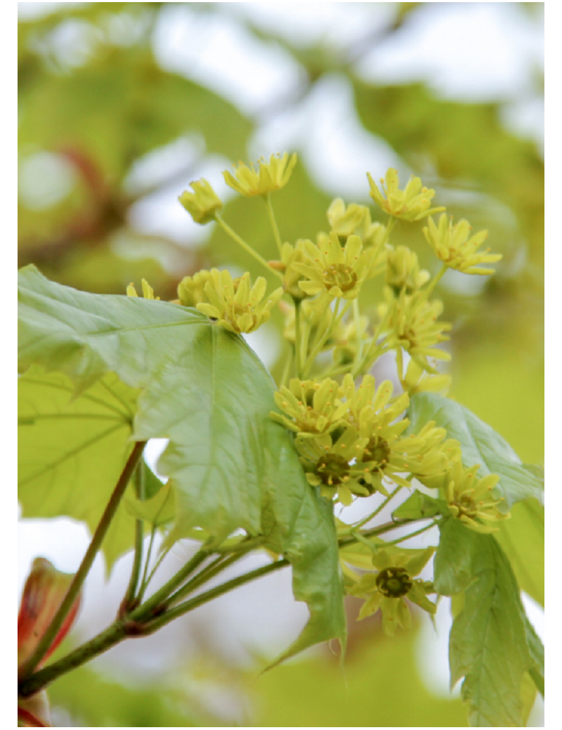 ACER platanoides COLUMNARE (Érable plane Colonnaire)