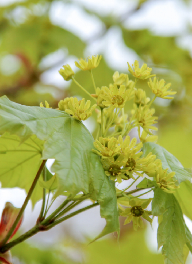 erable-plane-fastigie-acer-platanoides-columnare.jpg