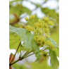 ACER platanoides COLUMNARE (Érable plane Colonnaire)