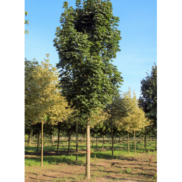 ACER platanoides COLUMNARE (Érable plane Colonnaire)