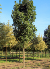 erable-plane-fastigie-acer-platanoides-columnare-1.jpg