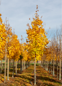 ACER platanoides COLUMNARE