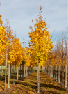 erable-plane-fastigie-acer-platanoides-columnare-3.jpg