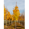 ACER platanoides COLUMNARE