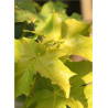 ACER platanoides PRINCETON GOLD (Érable plane Princeton gold)