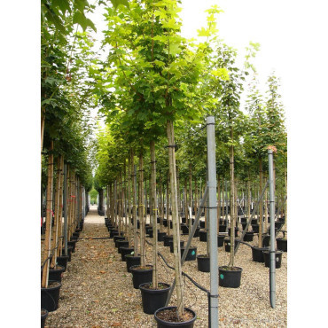 ACER platanoides PRINCETON GOLD