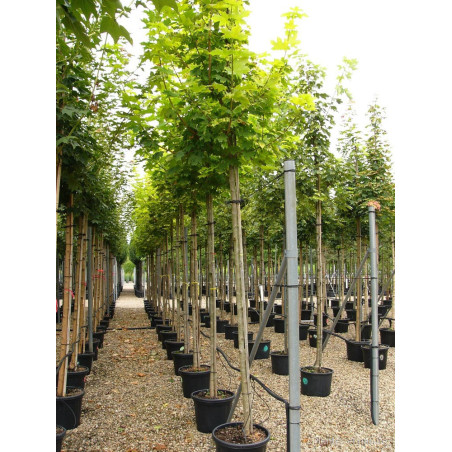 ACER platanoides PRINCETON GOLD (Érable plane Princeton gold)