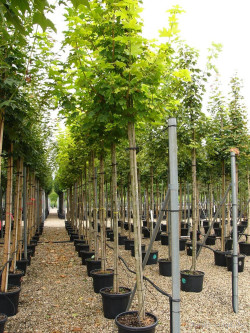 ACER platanoides PRINCETON GOLD