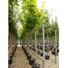 ACER platanoides PRINCETON GOLD (Érable plane Princeton gold) En pot de 35-50 litres forme tige hauteur du tronc 180-200 cm