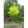 ACER platanoides PRINCETON GOLD (Érable plane Princeton gold)