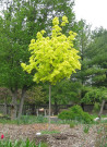erable-plane-dore-princeton-gold-acer-platanoides-princeton-gold-1.jpg