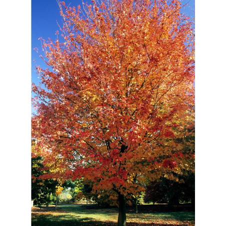 ACER rubrum (Érable rouge)