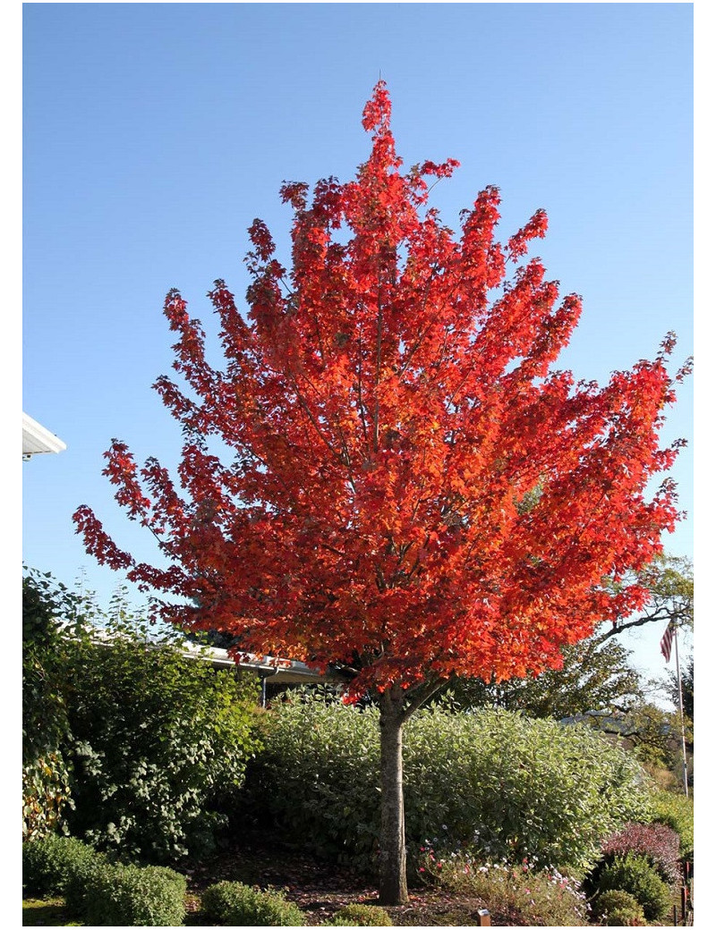 ACER rubrum (Érable rouge)