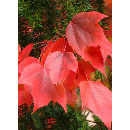 ACER rubrum (Érable rouge)