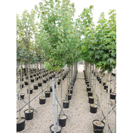 ACER rubrum (Érable rouge)