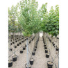 ACER rubrum (Érable rouge) En pot forme tige hauteur du tronc 180-200 cm