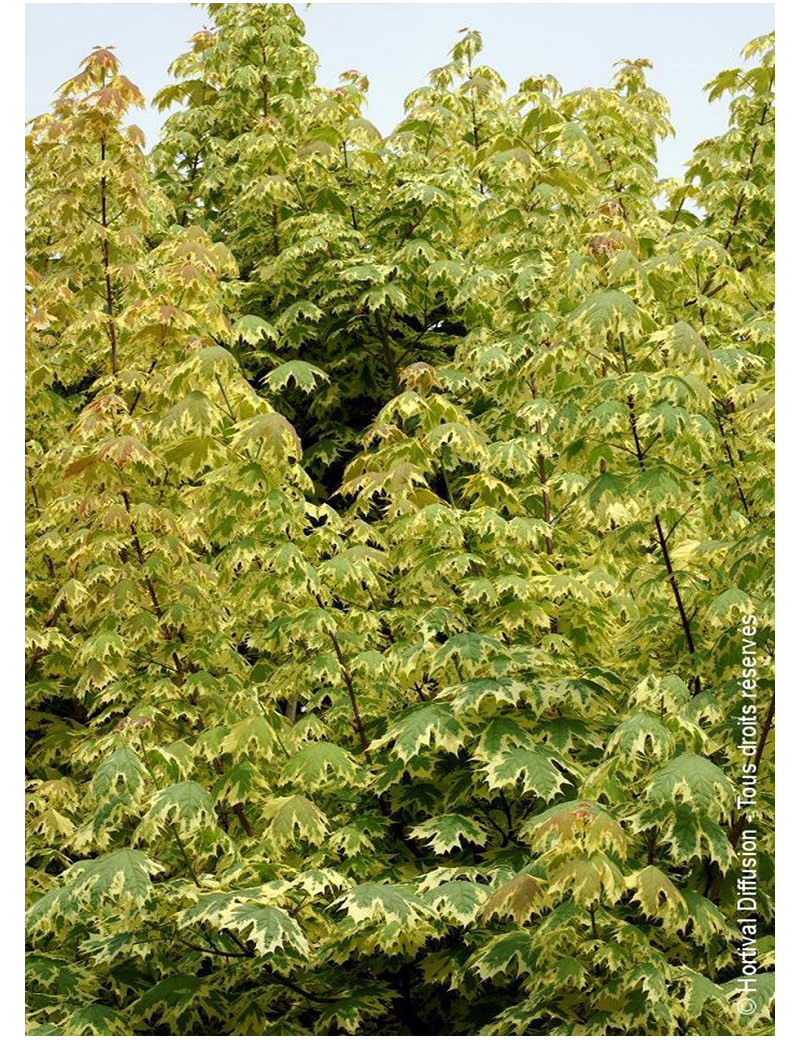 ACER platanoides DRUMONDII (Érable plane panaché)