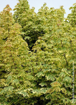 erable-plane-panache-drummondii-acer-platanoides-drummondii.jpg