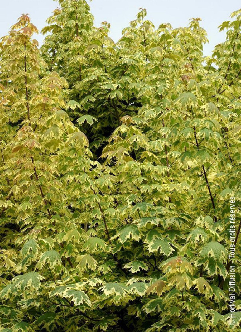 erable-plane-panache-drummondii-acer-platanoides-drummondii.jpg