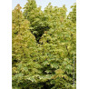 ACER platanoides DRUMONDII