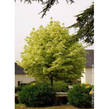 ACER platanoides DRUMONDII (Érable plane panaché)