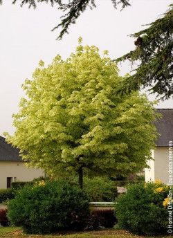 ACER platanoides DRUMONDII