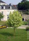 erable-plane-panache-drummondii-acer-platanoides-drummondii-2.jpg