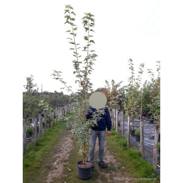 ACER platanoides DRUMMONDII En pot de 15-20 litres baliveau hauteur 150-200 cm
