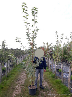 ACER platanoides DRUMMONDII En pot de 15-20 litres baliveau hauteur 150-200 cm