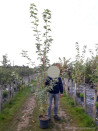erable-plane-panache-drummondii-acer-platanoides-drummondii-3.jpg