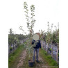 ACER platanoides DRUMMONDII En pot de 15-20 litres baliveau hauteur 150-200 cm