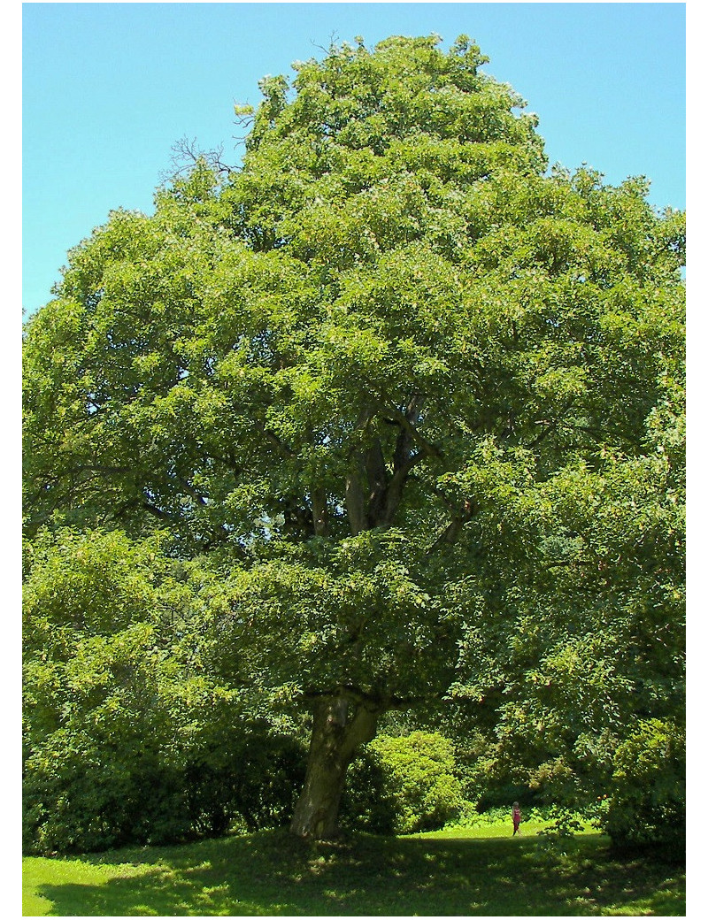 ACER pseudoplatanus (Érable sycomore)