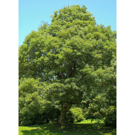 ACER pseudoplatanus (Érable sycomore)