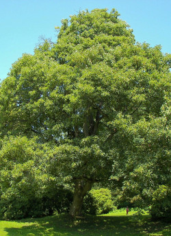 erable-sycomore-acer-pseudoplatanus.jpg