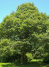 erable-sycomore-acer-pseudoplatanus.jpg