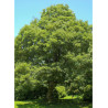 ACER pseudoplatanus