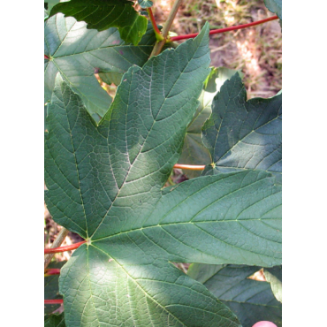 ACER pseudoplatanus (Érable sycomore)