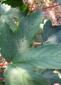 erable-sycomore-acer-pseudoplatanus-1.jpg