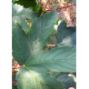 ACER pseudoplatanus