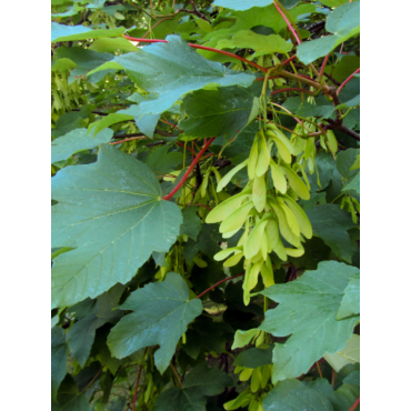 ACER pseudoplatanus (Érable sycomore)