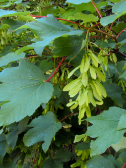 erable-sycomore-acer-pseudoplatanus-4.jpg