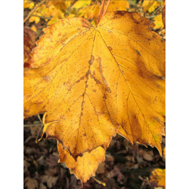 ACER pseudoplatanus (Érable sycomore)