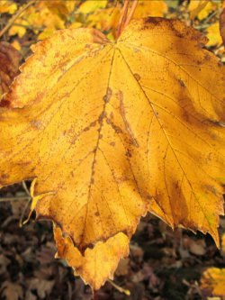 ACER pseudoplatanus