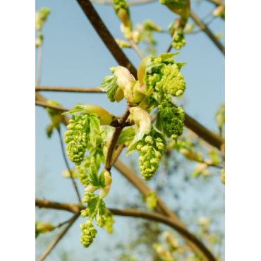 ACER pseudoplatanus (Érable sycomore)