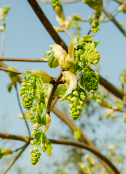 erable-sycomore-acer-pseudoplatanus-3.jpg