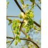 ACER pseudoplatanus (Érable sycomore)