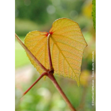 VITIS coignetiae (Vigne d'ornement)